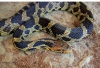 E-fox_snake.jpg