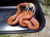 Red_Texas_Rat_het_leucistic3_female.jpg