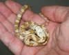 morph_female_1.JPG