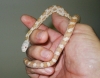 morph_male_2.JPG