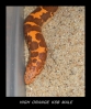 HIGH_ORANGE_KSB_MALE.JPG
