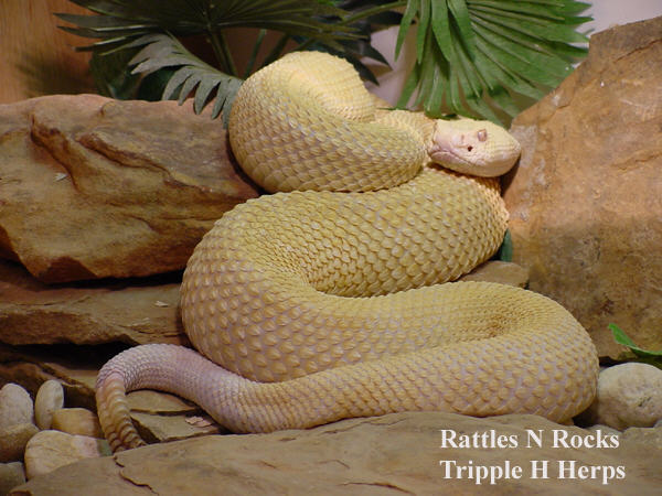 15028rattles_N_rocks_at_600px_with_copyright