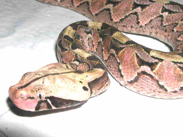 baby gaboon viper