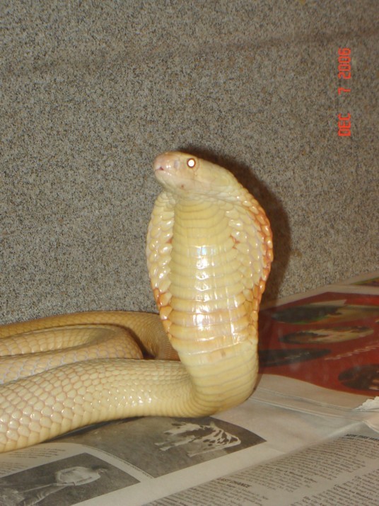 DansNaja12-07-06007