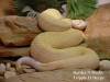 15028rattles_N_rocks_at_600px_with_copyright.jpg