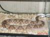 16846copperhead_11.JPG