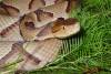 748wc_southern_copperhead_gravid_female_Custom_.jpg