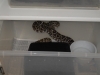 9_Snake_Night_001.JPG