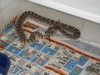 9_Snake_Night_002.JPG