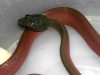 B-nigriceps2.jpg