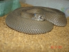 DSC00531.JPG