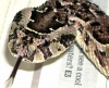 DSCN0953.JPG