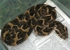 My_Tanzanian_puff_adder.jpg