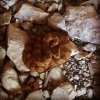 cave_speck.jpg