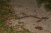rattler_001.jpg