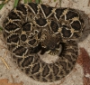 rattler_003.jpg