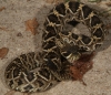 rattler_004.jpg