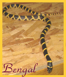 4795bengal093004