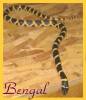 4795bengal093004.jpg