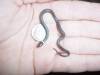 8748ringneck-baby.jpg