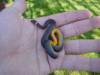 8748ringneck-snake.jpg