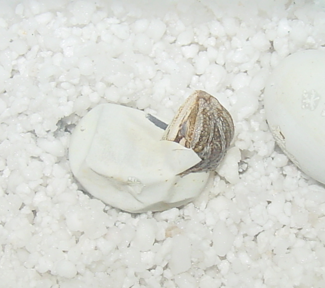 11689BD-Egg2Large
