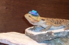 100_1712.JPG