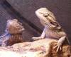 11581dragons2.jpg