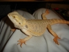 Beardie_3.JPG