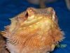 Boo2_close_up_20070818.JPG
