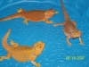 Circle_of_Dragons.jpg