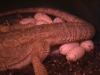 Closeup_of_Eowyn_with_eggs.JPG