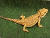 Dragon.JPG