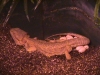 Eowyn_in_nest.JPG