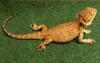 FSM060607_8.jpg