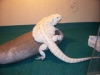 th_Dragons1001.jpg