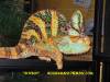 17596KINGSNAKE_1.JPG