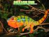6833121604_tessai8_chameleon.jpg