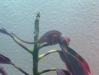 juv_panther_hatched_2-16-06.jpg