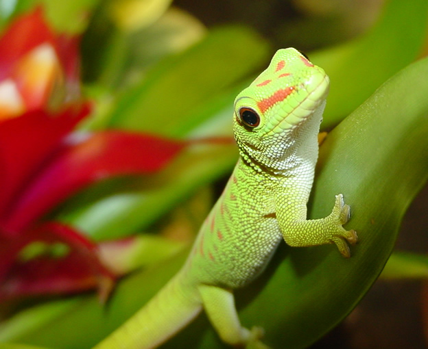 11689BabyDayGecko3-Med