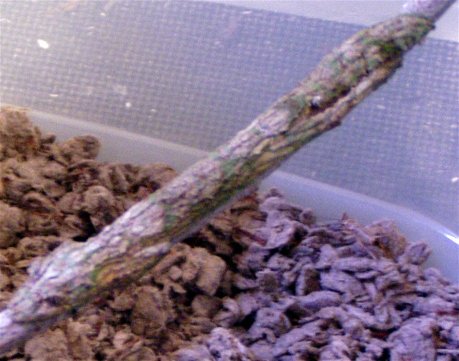 17177U_Sikorae_juvi_male