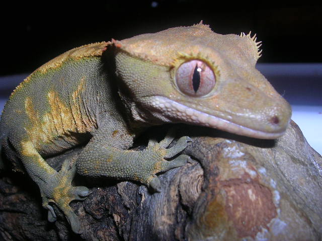 DSCN2546