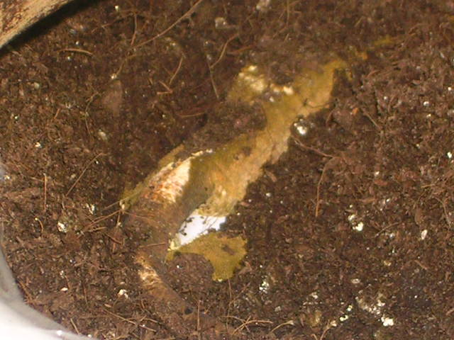 DSCN3622