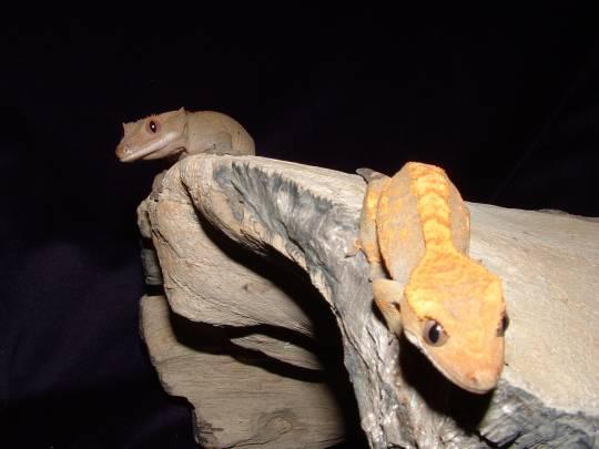 crested_gecko_jumper
