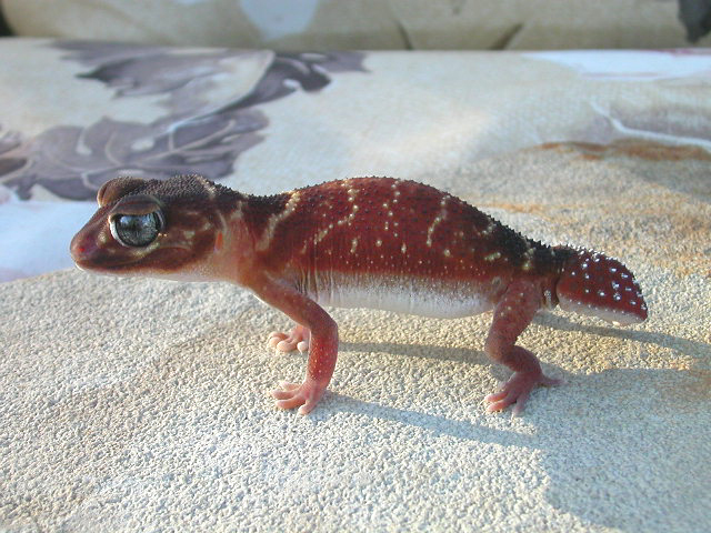 nervouslevis