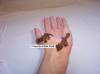 10568Baby_Henkeli_Geckos_1.jpg