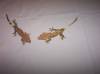10568Pin-Pair_crested_geckos.jpg