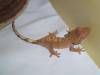 11586Crested_Gecko_1-10-05.jpg