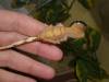 11586Crested_on_Finger.jpg