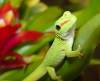 11689BabyDayGecko3-Med.jpg